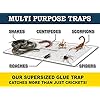 MaxGuard Extra Large Cricket Traps (8 Traps) | Non-Toxic Extra Sticky Glue Board Pre-Baited Cricket Attractant Trap & Kill House Crickets, Insects, Spiders, Bugs